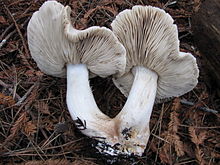 Deux Tricholoma pardinum couchés vu de dessous ; les lames sont visibles.