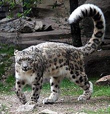 Uncia uncia - A tail and a cat cropped.jpg