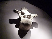 Una vértebra cuelga de una pared blanca, formando una sombra detrás.