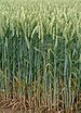 Wheat is the third most produced cereal crop