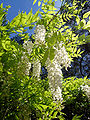 Wisteria sinensis.