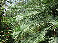 Wollemia nobilis, Detail (Botanischer Garten Berlin-Dahlem, 2010)