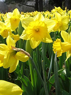 Daffodils image from WikiMedia
