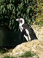 Pinguin (Zoo Berlin)