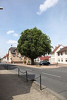 1 Roßkastanie auf dem Friedrich-Ebert-Platz