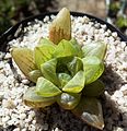 Haworthia turgida is a compact, clumping, retuse haworthia, with swollen, "turgid", light-green leaves.