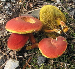 Karmiin-sametpuravik Hortiboletus rubellus