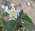 Wildblume mit schwarzen Beeren