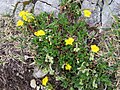 Helianthemum alpestre