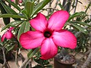 Adenium multiflorum x obesum 'Mad 29' (Apocynaceae)