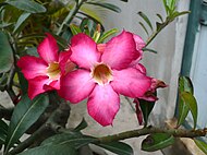 Άνθος Adenium obesum.