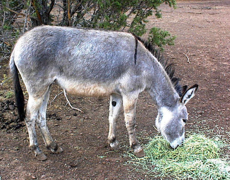 Adopted wild burro, Wikipedia image