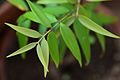 Agathis philippinensis - young tree.JPG