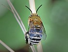 Amegilla zonata, a known pollinator[3]