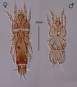 Amerodectes zonotrichiae самка и самец, Proctophyllodidae