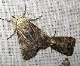 Anacronicta flavala