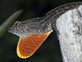 Коричневый анолис (Anolis sagrei)