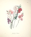 Tritonia viridis (Aiton) Ker Gawl. (Synonym für Freesia viridis (Aiton))