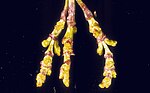 Miniatura para Arceuthobium campylopodum