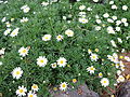 Argyranthemum haouarytheum