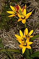 B. uniflora