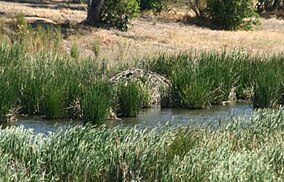 Beaver lodge Benicia SRA 2009.jpg