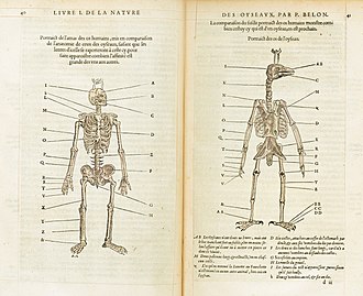 Skeletons of humans and birds compared by Pierre Belon, 1555 Belon Oyseaux.jpg