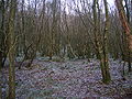A view of the 'rig & furrow' style drainage and the dominant planted birch composition of the woodland.