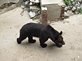 叢台動物園的黑熊