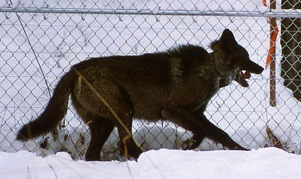 Wolf Reintroduction Program Yellowstone