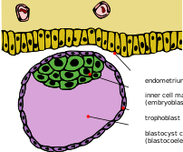 Blastocyst, labeled in English