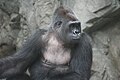 Flachlandgorilla