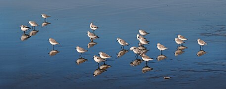 Calidris alba at Ocean Beach, San Francisco, California - 20101116