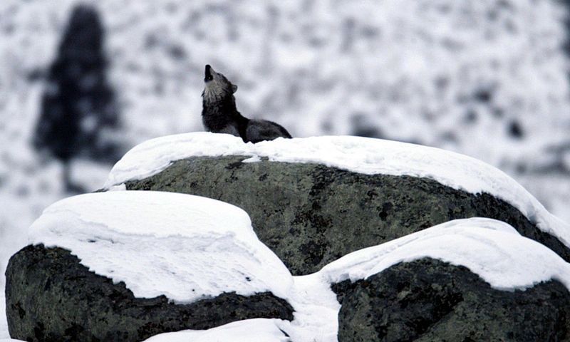 File:Canis lupus howling on glacial  erratic.jpg