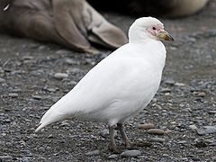  Chionis alba 