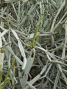 Cissus subaphylla, Airport-Hadibo Rd P1170701.JPG