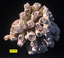 The fossil coral Cladocora from the Pliocene of Cyprus Cladocora.jpg