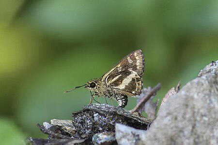 Ventral view