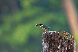 Common kingfisher (Alcedo atthis) Photograph: Dasrath Shrestha Beejukchhen