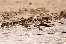 An American crocodile hatchling in Colombia Crocodylus acutus01.jpg