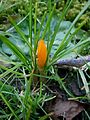 Crocus flavus subsp. flavus bud