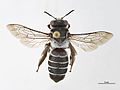 Ctenocolletes nigricans f.jpg