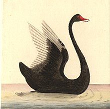 Drawing published in 1792. Entitled Black Swan, native name "Mulgo", it is attributed to the Port Jackson Painter. Cygnus atratus "Mulgo" (cropped).jpeg