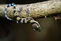 Gecko Cyrtodactylus lekaguli.