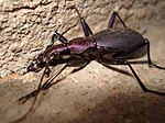 Snail-eating ground beetle Damaster blaptoides 2.JPG