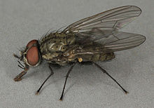 Delia platura, Nebo, North Wales, July 2012 (17810923320).jpg