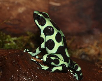 English: Green and Black Poison Dart Frog, Gre...