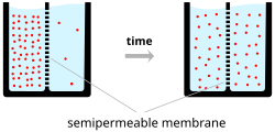 Ions (pink circles) will flow across a membrane from the higher concentration to the lower concentration (down a concentration gradient), causing a current. However, this creates a voltage across the membrane that opposes the ions' motion. When this voltage reaches the equilibrium value, the two balance and the flow of ions stops. Diffusion.en.svg