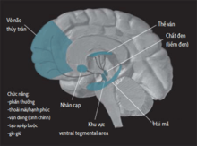 Dopamine Pathways