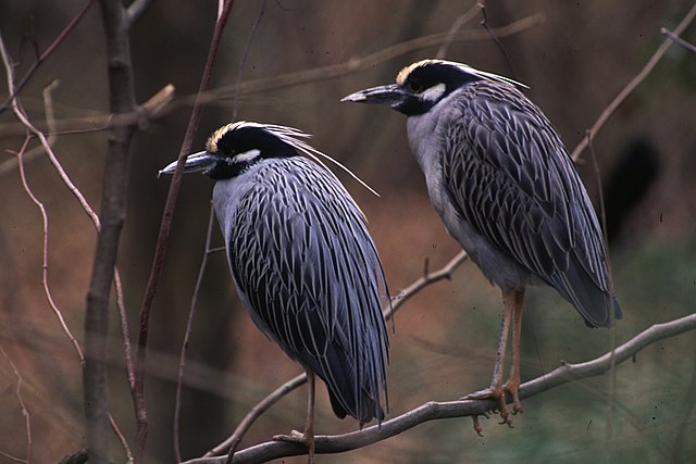 File:Eastern_Shore_of_Virginia_National_Wildlife_Refuge,_VA._Credit-_USFWS_(11803412935).jpg